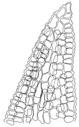 Ardeuma recurvirostrum, leaf apex, papillae omitted. Drawn from J.K. Bartlett 23082, CHR 351308.
 Image: R.D. Seppelt © R.D.Seppelt All rights reserved